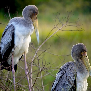 Deux marabouts sur un nide - Rwanda  - collection de photos clin d'oeil, catégorie animaux